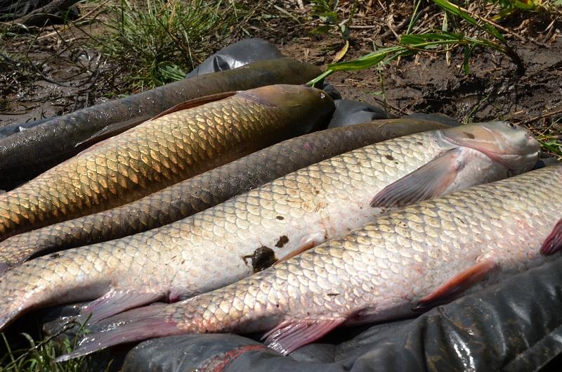 CUPA BECKER SARULESTI - pescuit-crap-sarulesti-12.JPG